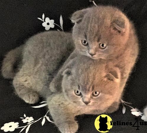 teddy bear kittens for sale