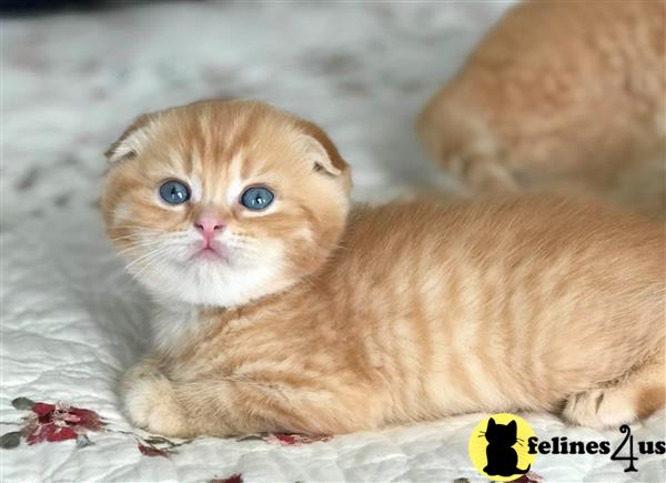 Scottish Fold Kitten for Sale: Scottish Fold Shorthair Male Orange ...