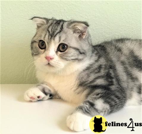 Chubby Scottish Fold Female Marble Kitten - $1200