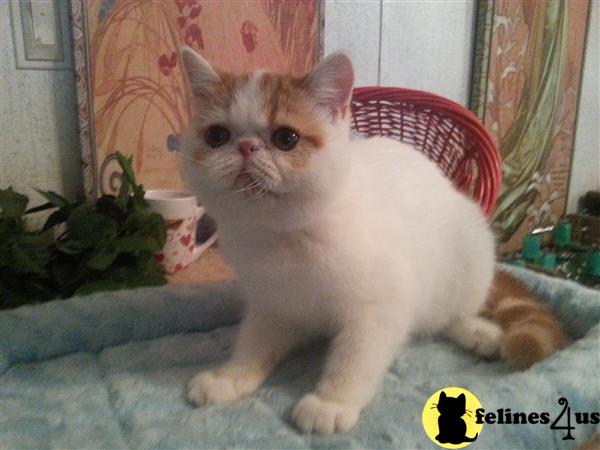 Exotic Shorthair Kitten For Sale Deannas High White And Red Cfa