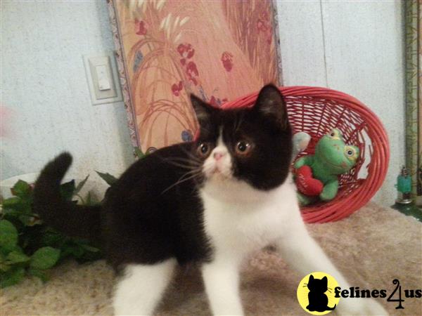 Exotic Shorthair Kitten For Sale Deannas Cfa Reg Esh Black White