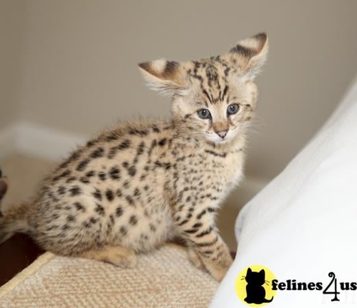 Savannah Kitten For Sale: Adorable Blue Eyes Savannah Kitten Available 