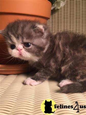 Exotic Shorthair Kitten For Sale Good Lovable Exotic Longhair