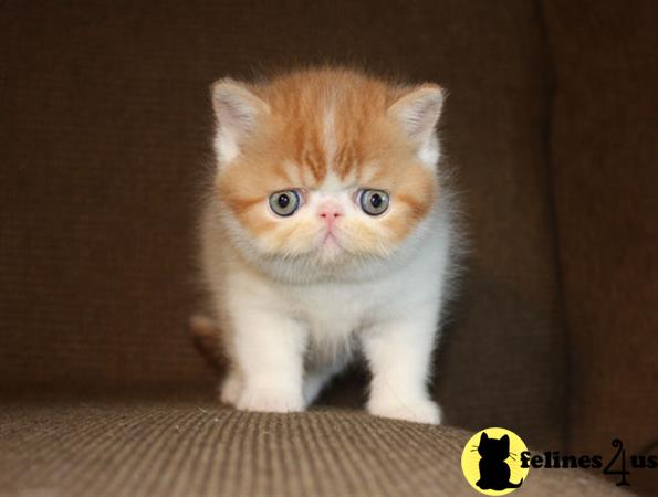 Exotic Shorthair Kitten for Sale: Temperate Pedigree Exotic Shorthair