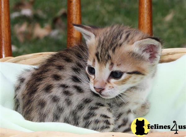 Savannah Kitten for Sale: Gracious Beautiful F5 Savannah Kittens 6 Yrs ...