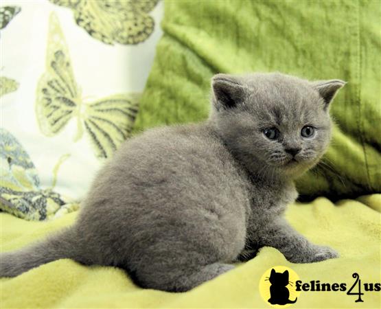 British Shorthair Kitten for Sale: Chunky Gccf British Shorthair ...