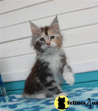 Stunning Tica Registered Maine Coon Kittens