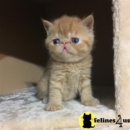 Exotic Shorthair Kitten for Sale: Exotic shorthair Cream and White male ...