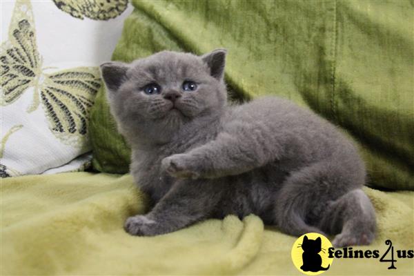 British Shorthair Kitten for Sale: Female British Shorthair Chinchilla ...