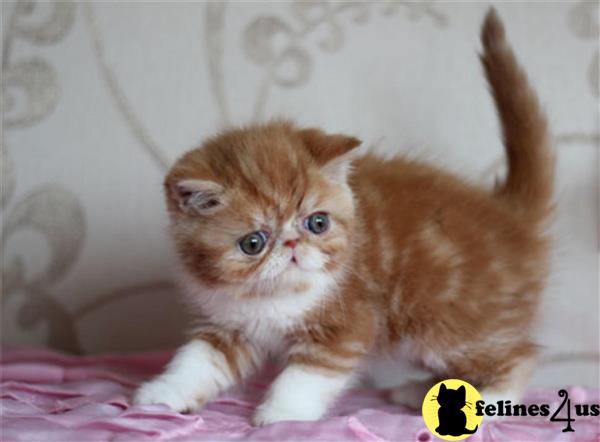 Exotic Shorthair Kitten For Sale Show Quality Exotic Short Hair