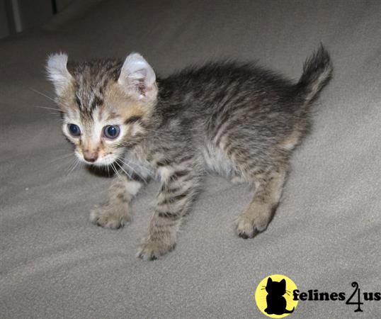 highland lynx kittens for adoption