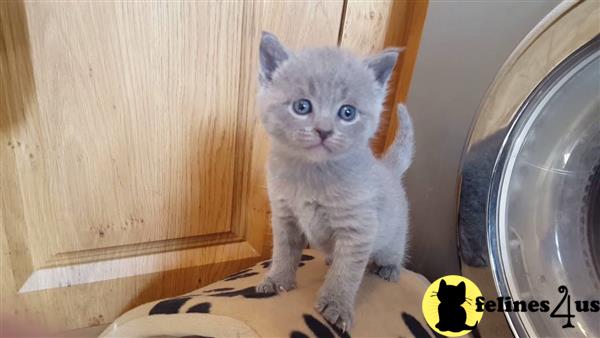 Russian Blue Kitten for Sale: 12 weeks old female russian ...