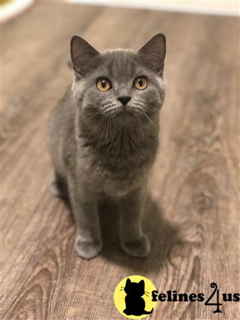 British Shorthair Kitten for Sale: Britney 4 Yrs and 5 Mths old