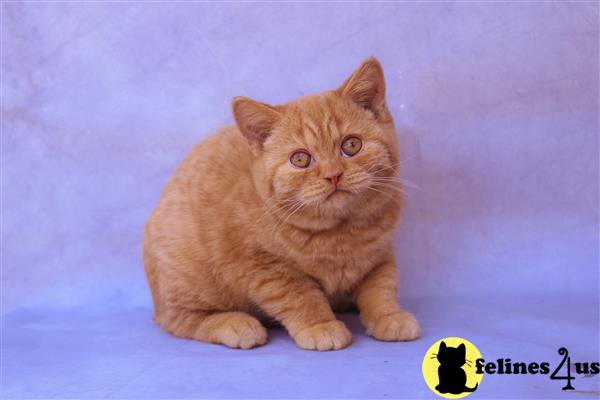 british shorthair teddy bear cat breed