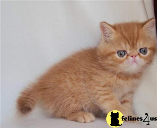 Exotic Shorthair Kitten for Sale: Exotic Shorthair Pedigree Kittens 3