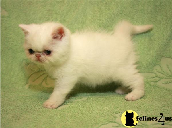 Exotic Shorthair Kitten for Sale: Black White smoke Exotic Shorthair