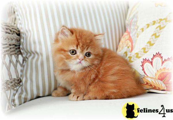 munchkin-kitten-for-sale-sweet-non-standard-munchkin-5-yrs-and-9-mths-old