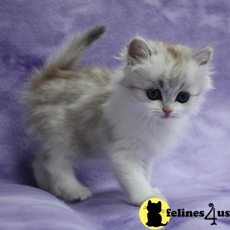 Munchkin Kitten for Sale: standard munchkin minuet/munchkin 6 Yrs and 4 ...