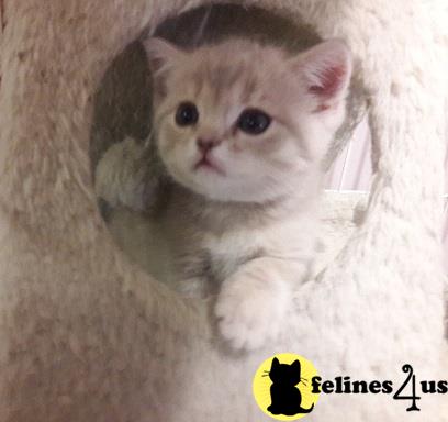 Scottish Fold Kitten For Sale Scottish Straight Beige 2 Yrs And 1