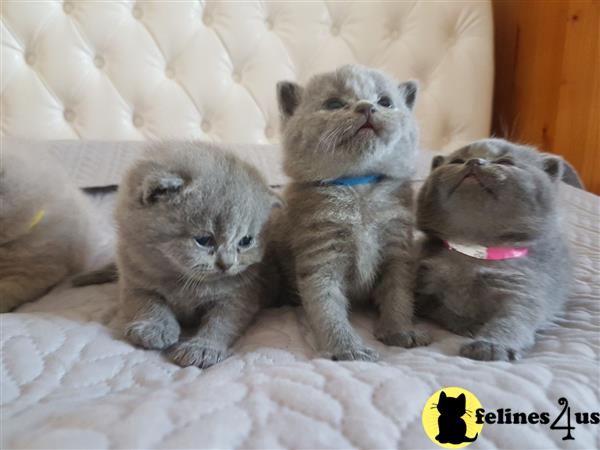 British Shorthair Kitten for Sale: Champion Sired Gccf British ...