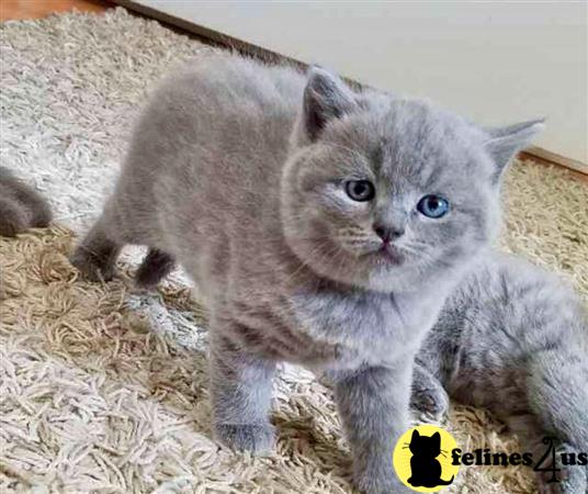 British Shorthair Kitten for Sale: A Female Red Flamed British ...