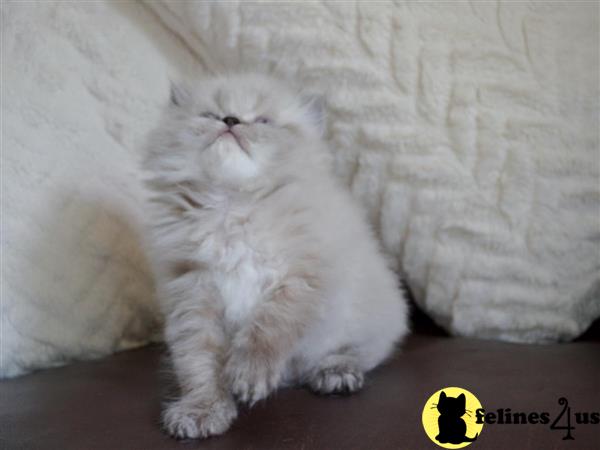 doll face himalayan kittens