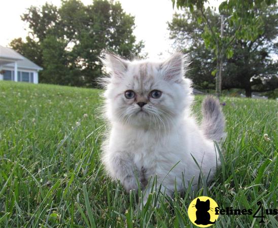 doll face himalayan kittens