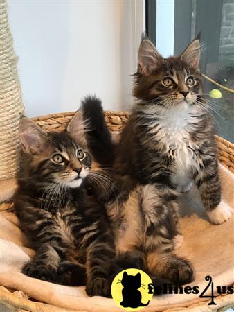 Maine Coon Kitten for Sale: Maine Coon Kitten For Sale 5 Yrs and 3 Mths old