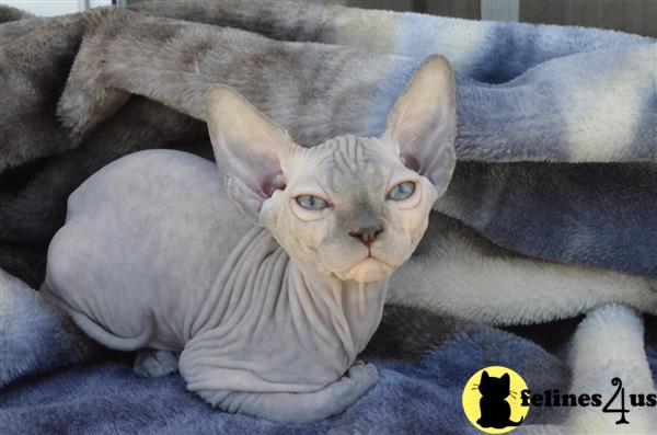 Sphynx Kitten for Sale: N/A 5 Yrs and 9 Mths old