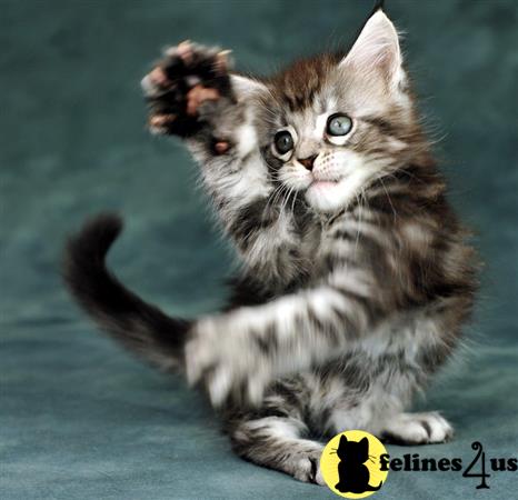 Maine Coon Kitten for Sale: Stunning Pedigree Maine Coon Kitten 2 Yrs