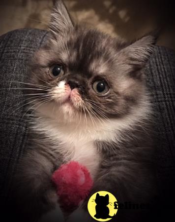 Exotic Shorthair Kitten For Sale Beautiful Black Smoke Tuxedo