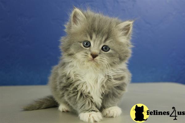 Ragamuffin Kitten for Sale: Jewels - Blue Mitted Tabby ...