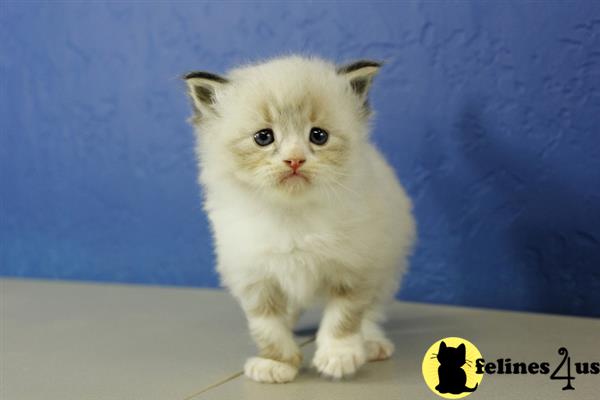 seal bicolor ragdoll for sale