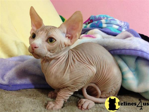 Sphynx Kitten for Sale: Sphynx kitten 5 Yrs and 8 Mths old