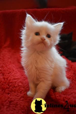 maine coon kittens purebred