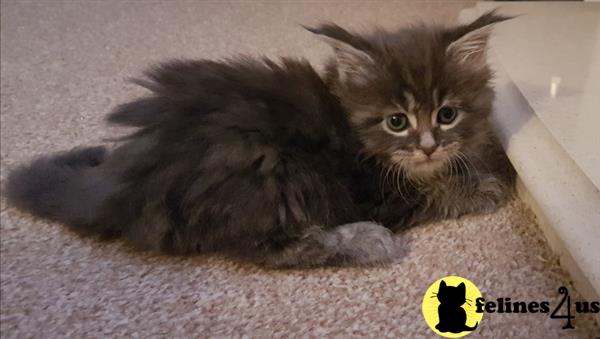 Maine Coon Kitten For Sale: Reserved Chunky Tica Registered Maine Coon ...