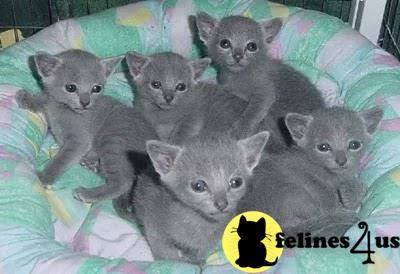 Russian Blue Kitten For Sale Gccf Reg Full Pedigree Russian Blue