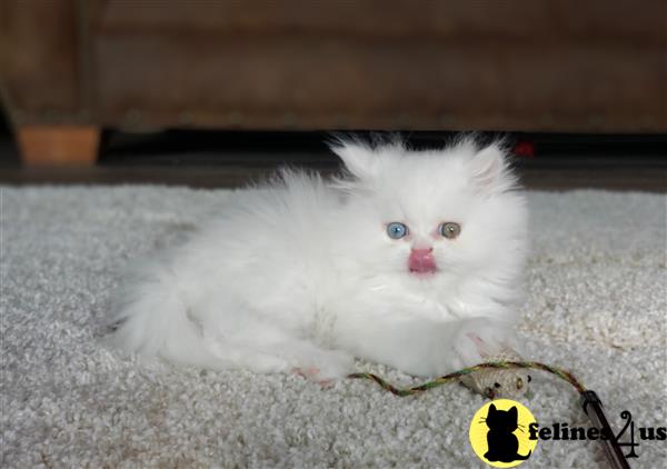 Persian Kitten For Sale Beautiful White Odd Eyed Male