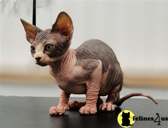 Sphynx Kitten for Sale: Cutest Face Baby Sphynx 5 Yrs and 1 Mths old