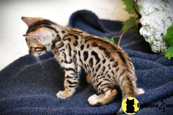 Bengal Kitten for Sale: Wonderful Bengal kittens Available 6 Yrs and 1 ...