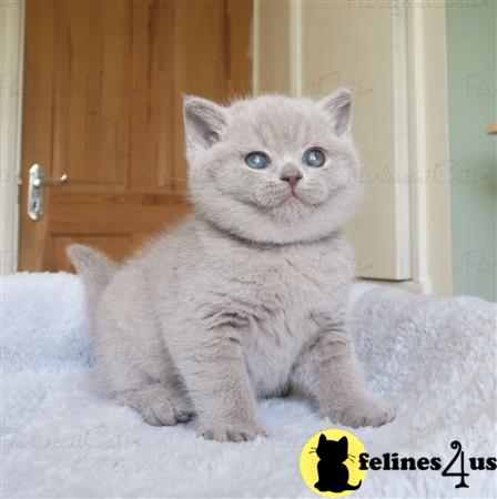 British Shorthair Kitten For Sale British Shorthair Kittens 5 Yrs And   British Shorthair B201832394842 