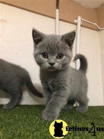 shorthair british kittens pedigree beautiful