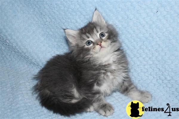 Maine Coon Kitten for Sale: Beautiful Pure Bred Maine coon Kitten 4 Yrs ...