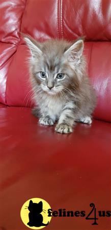 Maine Coon Kitten for Sale: Beautiful Pure Bred Maine coon Male Kitten ...
