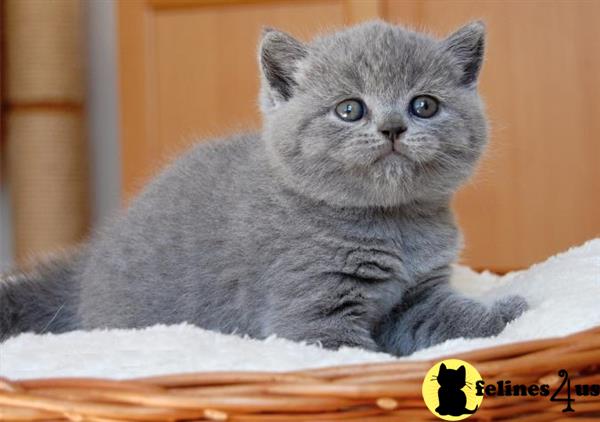 British Shorthair Kitten for Sale: Home Trained British Shorthair Now ...