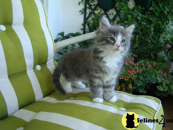 Maine Coon Kitten for Sale: Maine coon babies Kitten 12wks ...