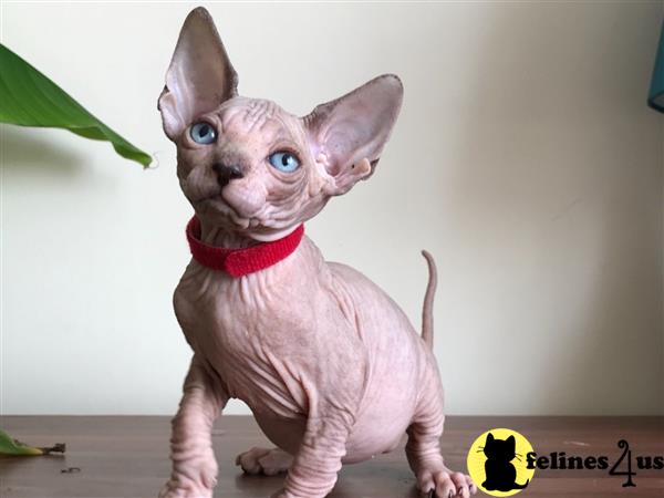 Gorgeous Pure Bred Sphynx Kittens