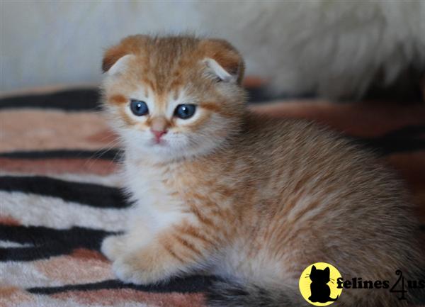 Scottish Fold Kitten for Sale: Very rare Black Golden Shaded Golden ...