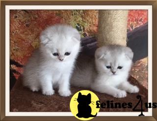 Scottish Fold Kitten for Sale: Black Silver Shaded ...