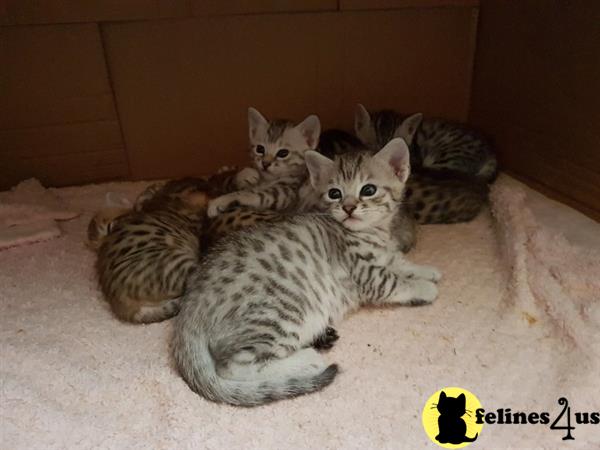 tabby kittens for sale yeovil